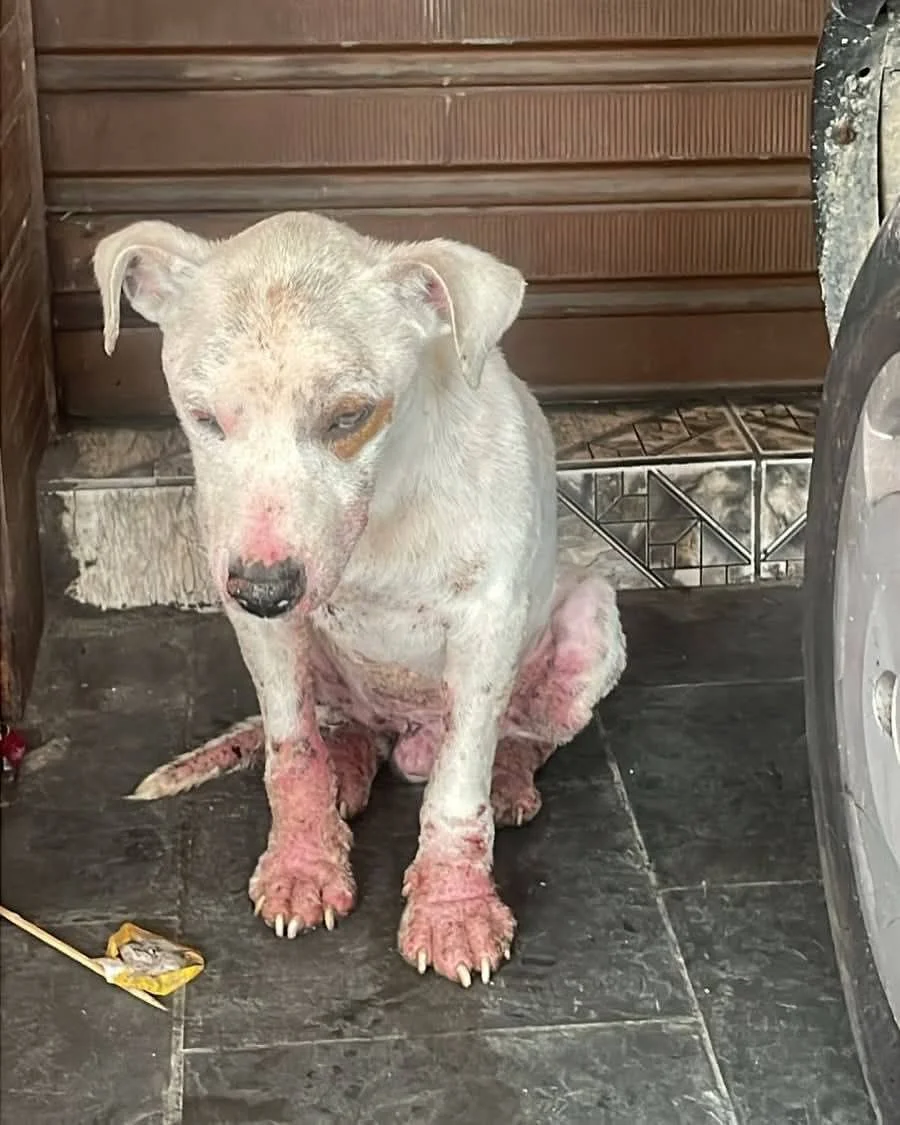 Theodoro antes do resgate